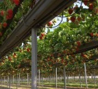Beeswax Dyson to establish year-round British strawberry supply