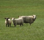 Are worm burdens affecting the performance of your lambs?