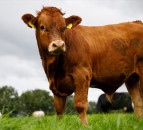 Oxford research: Livestock emission calculations could be ‘unfair and inefficent’