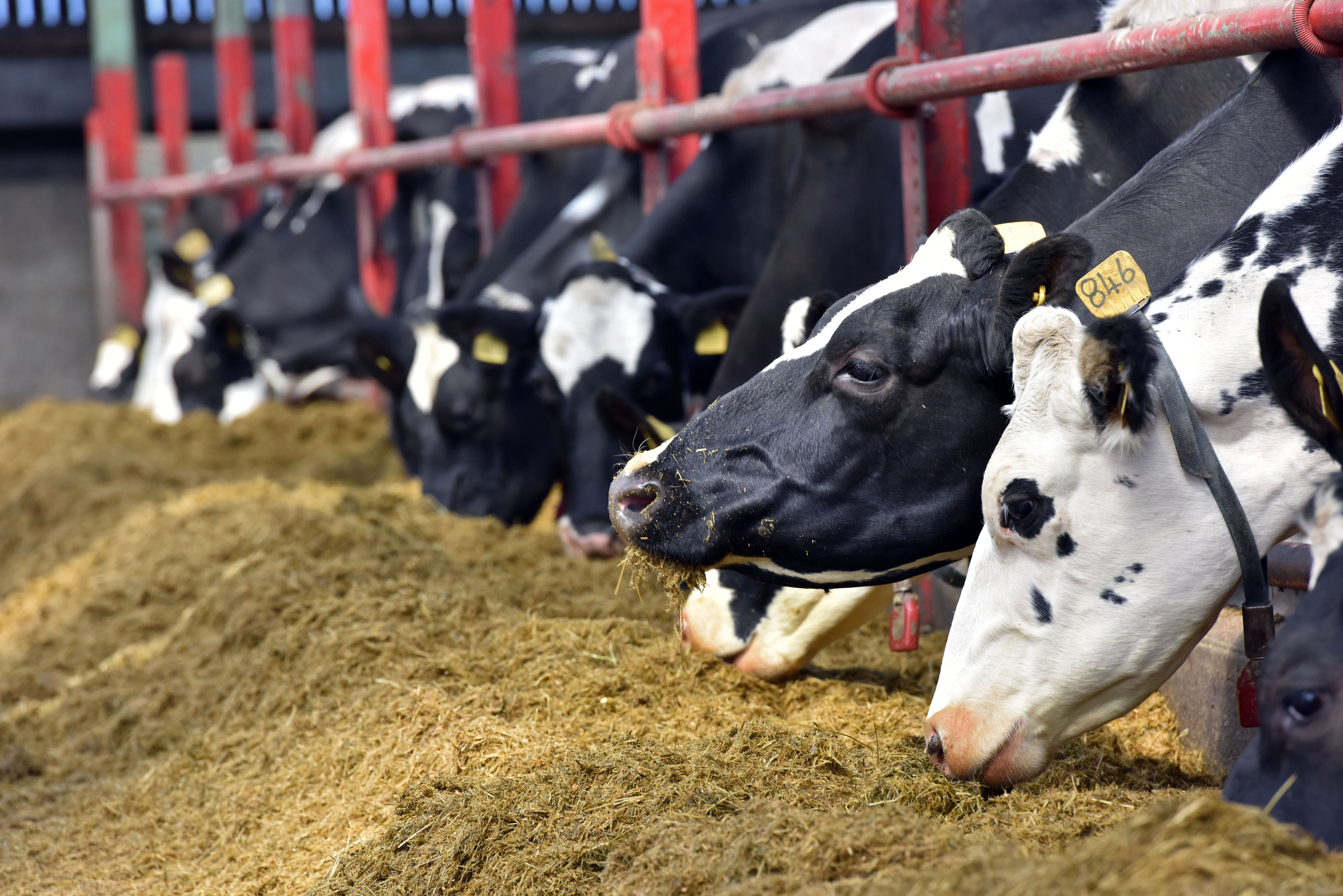 Home-grown proteins could halve NI dairy’s soya imports