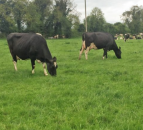Have you cows not showing signs of heat? If so, get them checked out