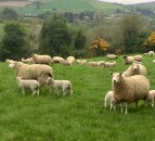 Sheep post-mortem event to showcase internal effects of parasites