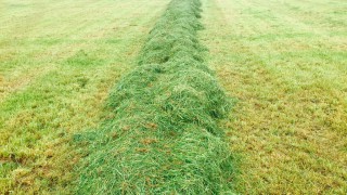 Members wanted for grassland management discussion groups