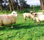 Time to look back on the lambing season…while it’s still fresh in the memory