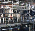 GDT index sees slight decrease in latest auction