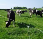 Ruma target reached by 79% of herds in 2020