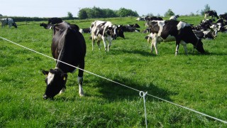 Tightening the calving pattern in the CAFRE dairy herd