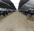 'Making simple modifications can help improve cattle performance when housing'