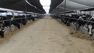 ‘Making simple modifications can help improve cattle performance when housing’