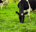 Cows ‘could be the newest weapon against Covid-19’