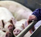 British Pig & Poultry Fair forum to appear online for the first time