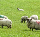 Sheep management: Selecting replacement ewe lambs and culling ‘problem ewes’