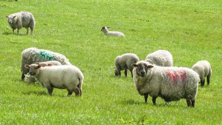 Almost 30 sheep killed in suspected dog attack in Kent