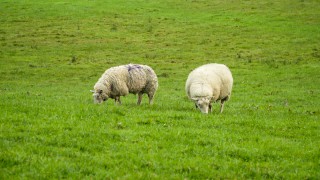 NSA offers opportunities to young sheep farmers
