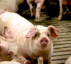 EU-spec standard pig price loses 0.62p