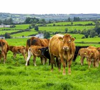 Study: Climate impact of UK beef cattle could be reduced by 26%