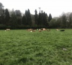 Observation and record keeping during breeding