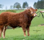Yearling Limousin bull tops Carlisle multibreed beef sale at 8,000gns