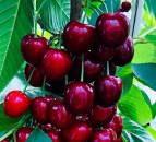 UK growers expect a healthy 2020 cherry season
