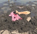 Calf stuck 'neck high' in dried up pond rescued by RSPCA