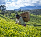 'More robust' Rainforest Alliance standard to address 'climate-smart' agriculture and child labour
