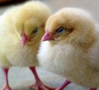 Researchers say technology to analyse chicks' chirps could improve welfare