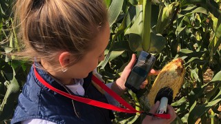 Pocket-sized moisture metre in the corn fields of the US