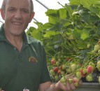 Sunniest spring on record leads to bumper crop of British strawberries
