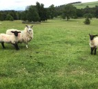 'All the elements for a wonderful rural lifestyle': 84ac farm for sale in Scotland