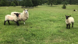 ‘All the elements for a wonderful rural lifestyle’: 84ac farm for sale in Scotland