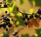 Ribena to invest £500,000 in research to develop climate-resilient blackcurrant