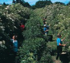 Leicestershire firm completes elderflower harvest in just 2 weeks