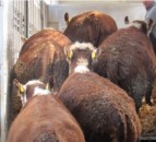 Surge in southern cattle being sent to factories in Northern Ireland