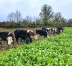 Sowing kale as a winter feed