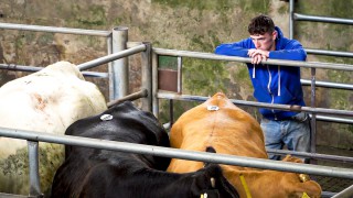 LAA requests ‘continued patience’ as livestock markets retain Covid-19 protocols