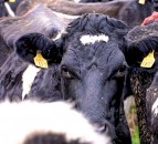 Almost 15,000 cattle ‘stolen’ in NI in just 4 years