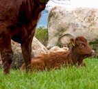 Study: Climate impact of grass-fed cattle herds ‘may be overestimated’