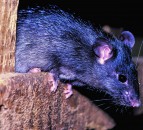 Resistant ‘super rats’ are breeding in the UK