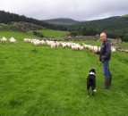 Stoc+ project encourages flock keepers to regularly assess body condition