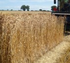 Innovative plant health tool honoured in agri-tech awards