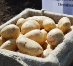 Fast-maturing, resilient potatoes in Hutton researchers’ sights
