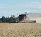 New world record for highest wheat yield