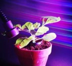 New research paves way for coloured lights to boost plant yields