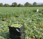 Covid-19: 73 people test positive on Herefordshire farm
