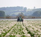 Emergency approval of blight fungicide for organic potatoes