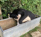 Firefighters called in to save steer stuck in water trough