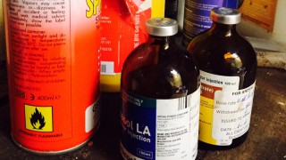 RCVS Council votes to extend temporary remote prescribing guidance