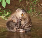 Defra to draw up national beaver reintroduction plan following 5-year trial