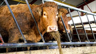 BVA calls for government to improve the welfare of animals at slaughter