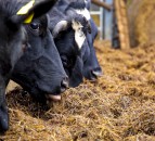 Dairy webinars to allow farmers to question government ministers